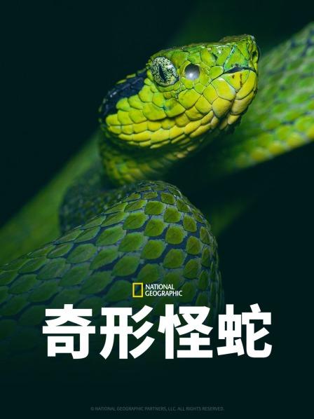 乌鸦视频《奇形怪蛇》免费在线观看